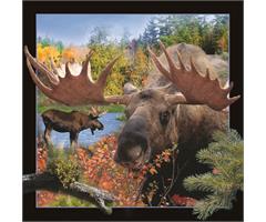 WK00085  00085 Postkort, 3D, kvadratiske, Elgokse Moose 2, Worth Keeping